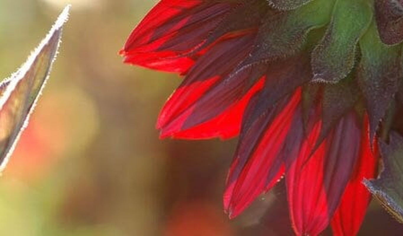 Chocolate Cherry Sunflower, Helianthus Annuum HA0425