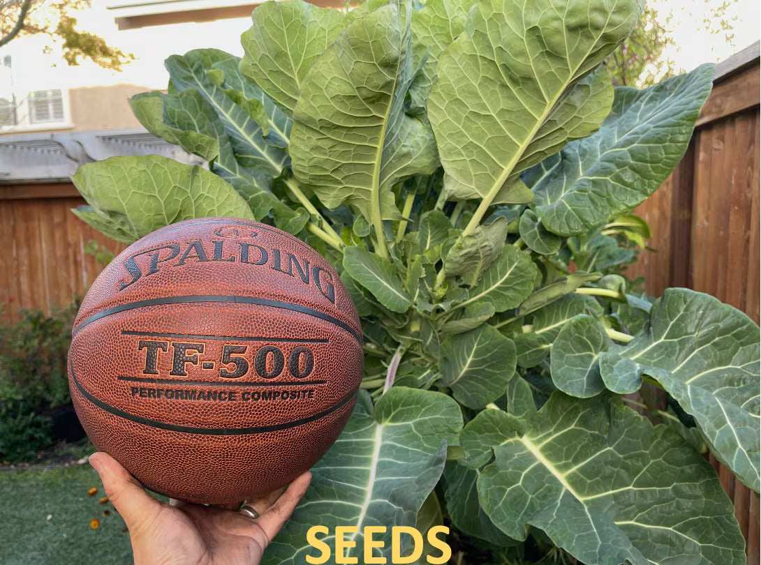 Green Tree Collard (aka Tree Kale) Perennial Green *30 Seeds*