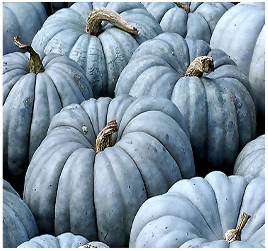 Jarrahdale, Pumpkin, Winter squash, Organic Heirloom Vegetable & Herb Seeds Non-GMO Rare Seed Varieties Bulk Pollinator-Friendly Garden Seed