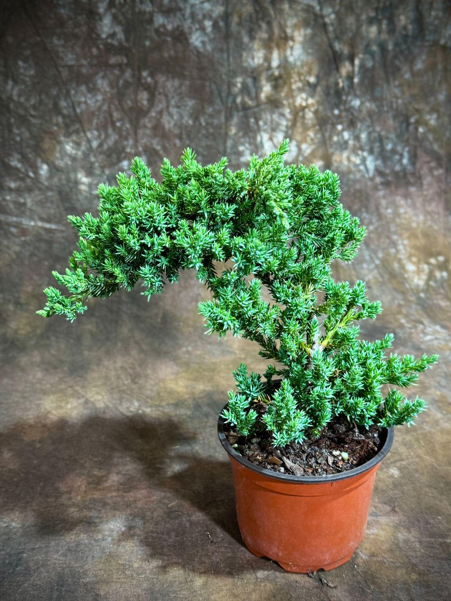 Juniper Procumbens Live Bonsai Tree 4” Grow Pot- Small Bonsai Plant - Plant Lover Gift- Indoor Outdoors Lucky Unique Housewarming Gift Plant