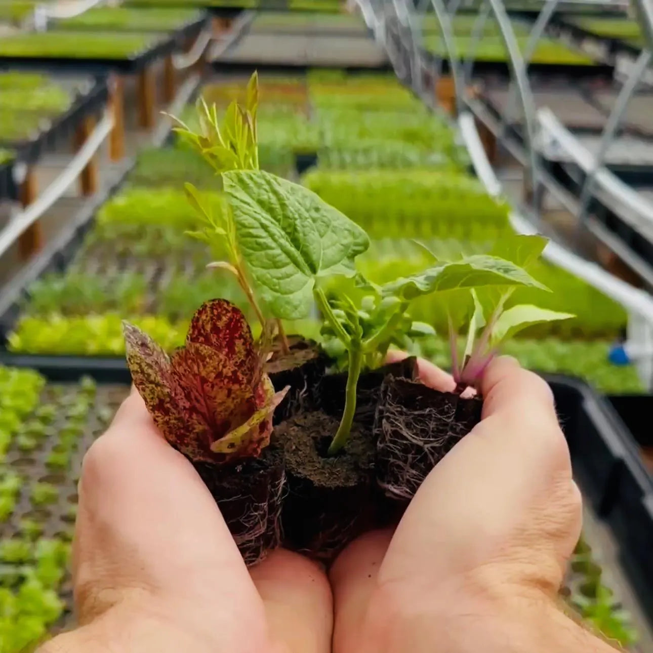 Lettuce Bundle: Ready-to-plant seedlings, Starts, Plugs, Garden ready, Live plants, Transplants, Pre-sprouted, For soil & hydroponic gardens