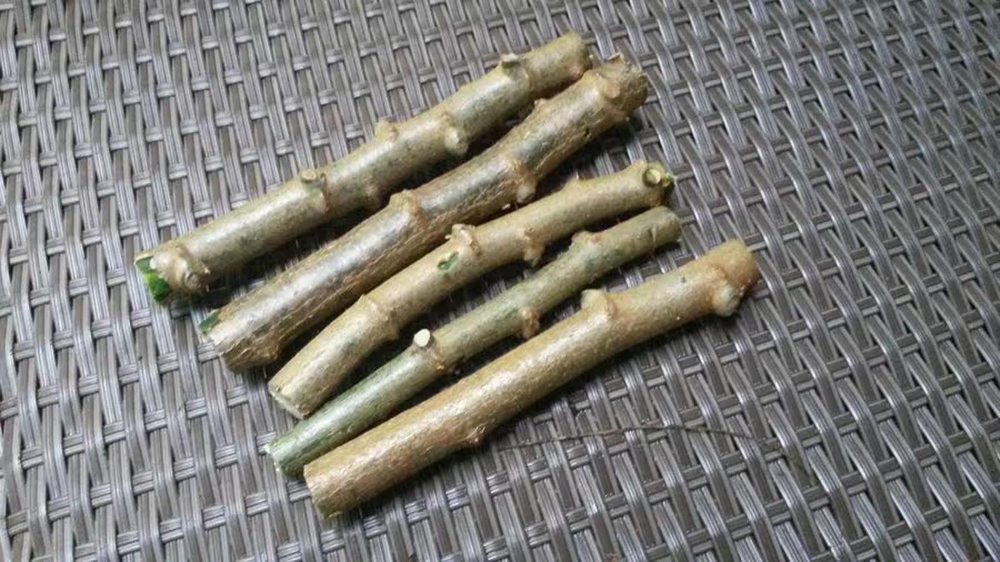Cassava Manihot Esculenta 4 cuttings " Sweet Jamaica Red"   Organically Grown, FREE SHIPPING