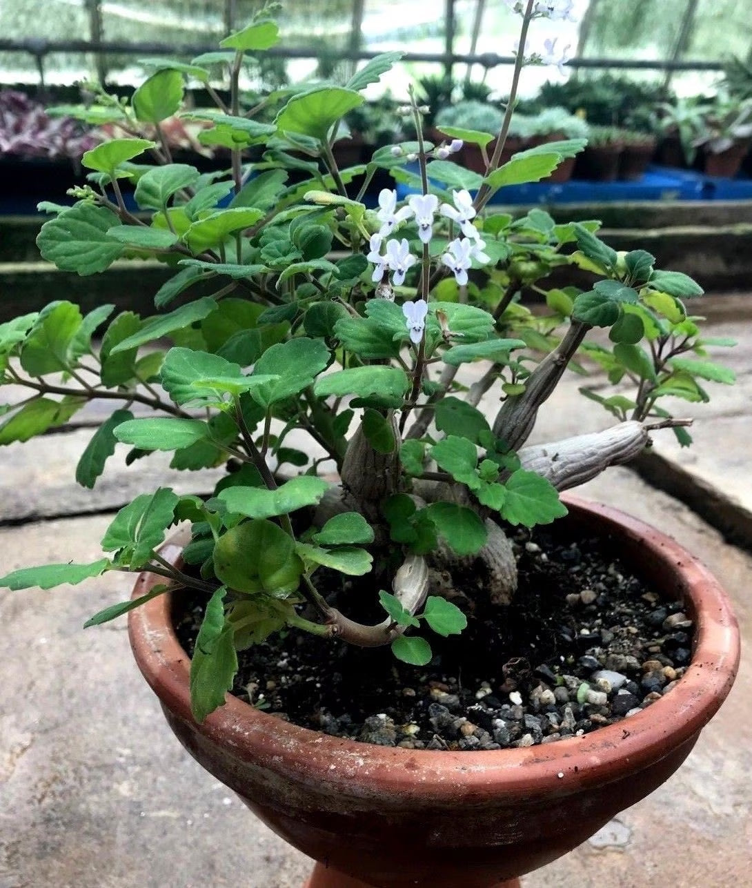 Bonsai Mint (Plectranthus Ernstii Caudex)