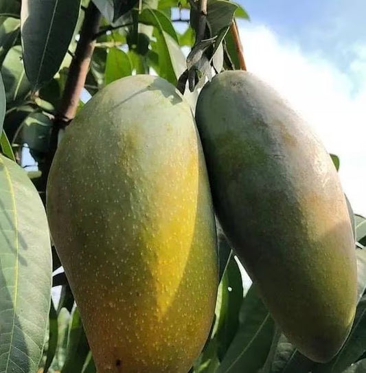 Grafted, Orange Sherbet  Mango Tree. grafted in 1/2  gallon pot, dwarf mango