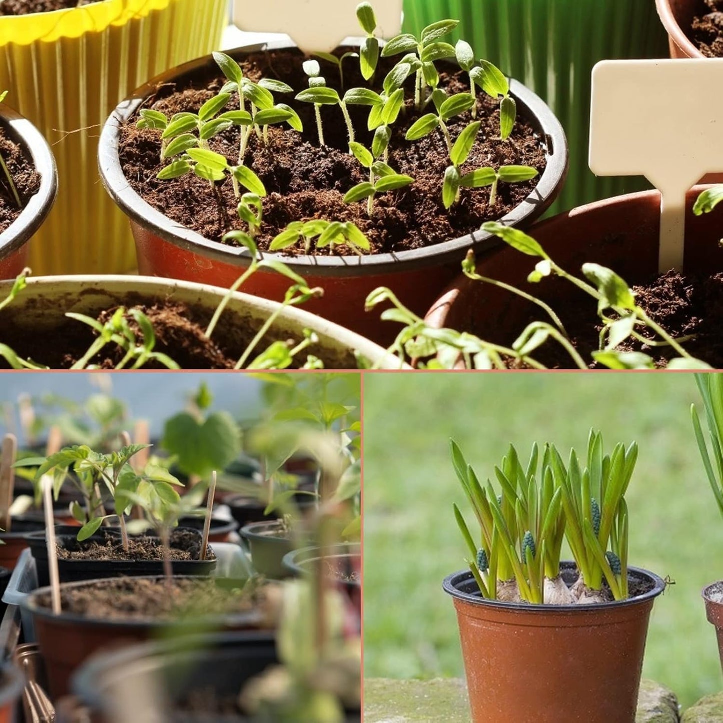100 Pcs 4" Plastic Plants Nursery Pot/Pots Seedlings Flower Plant Container Seed Starting Pots,4 Inch,Red