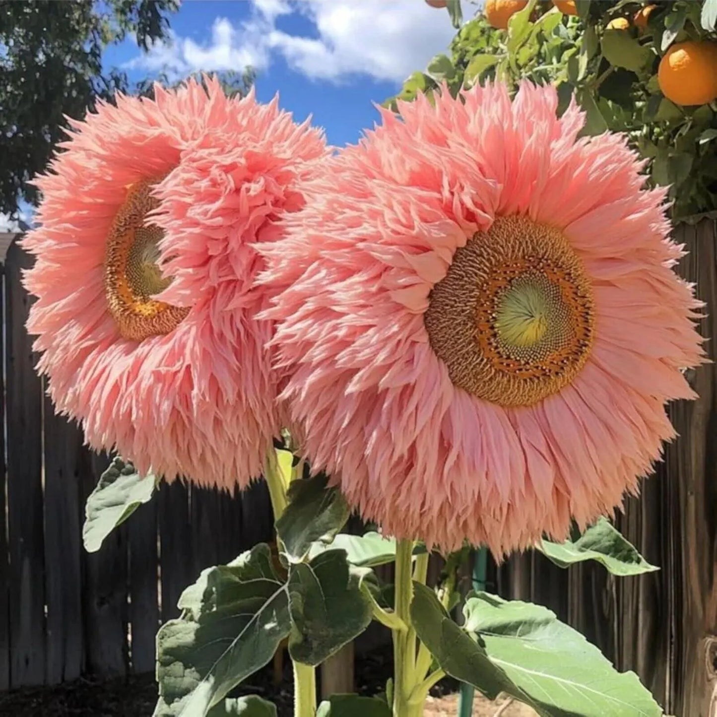 700+ Sunflower Seeds for Planting - Giant Teddy Bear Sunflower Heirloom Non-GMO
