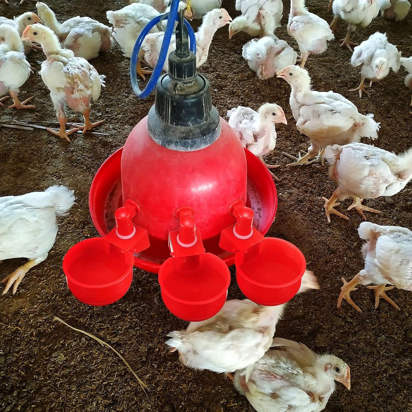 Chicken Water Cups Chicken Waterer Cups Water Feeder Cup 3/8 Inch Thread Automatic Filling Waterer Poultry Drinking Bowl for Duck Turkey Bunny(Red,12 Pieces)