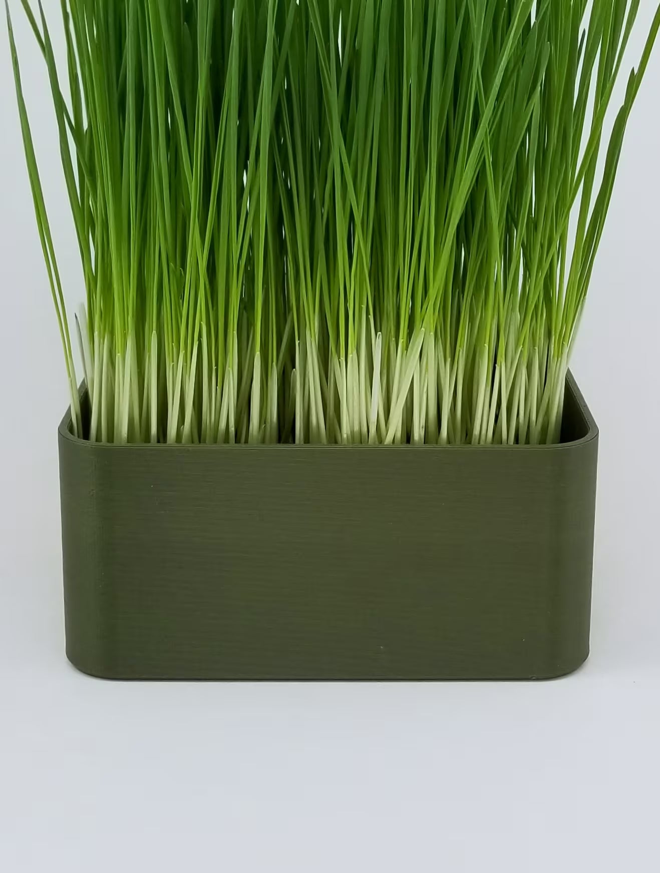 Organic Wheat Grass Grow Kit - Easy Grow Wheat Grass with Decorative Planter