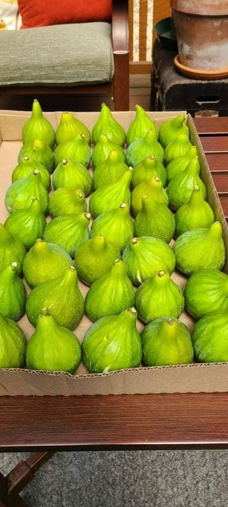 Desert King Fig Cuttings- FREE SHIPPING