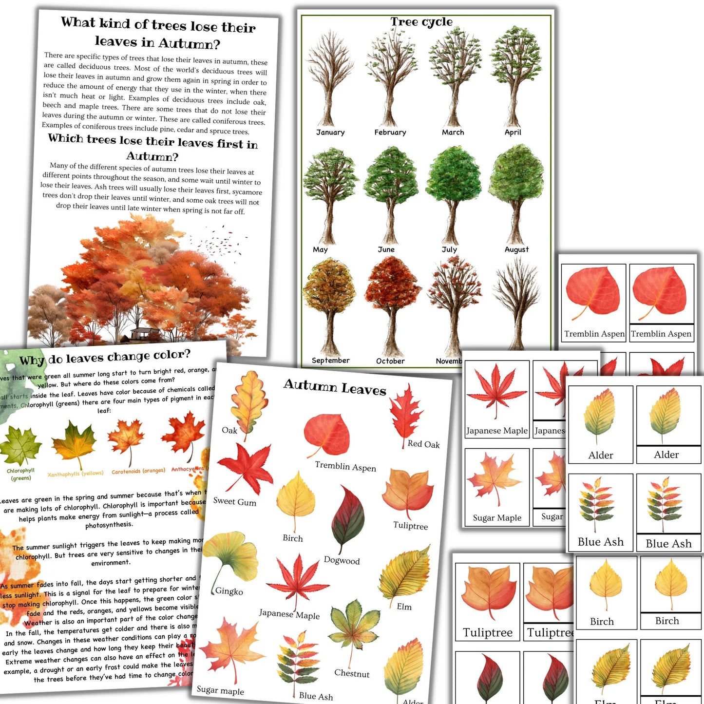 fall unit study, Mushroom unit study, Corn unit study, Fox unit study, Oak tree cycle, Fall activities, Fall nature study, Montessori fall