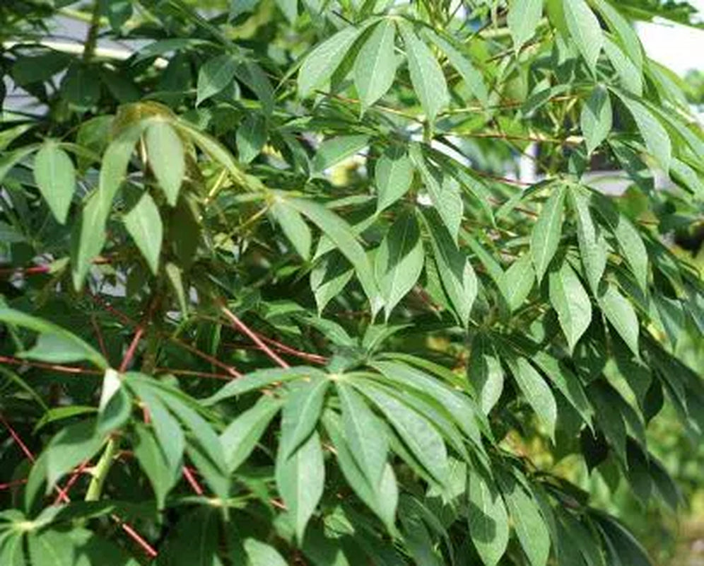 5 Yucca Cassava cuttings for propagation