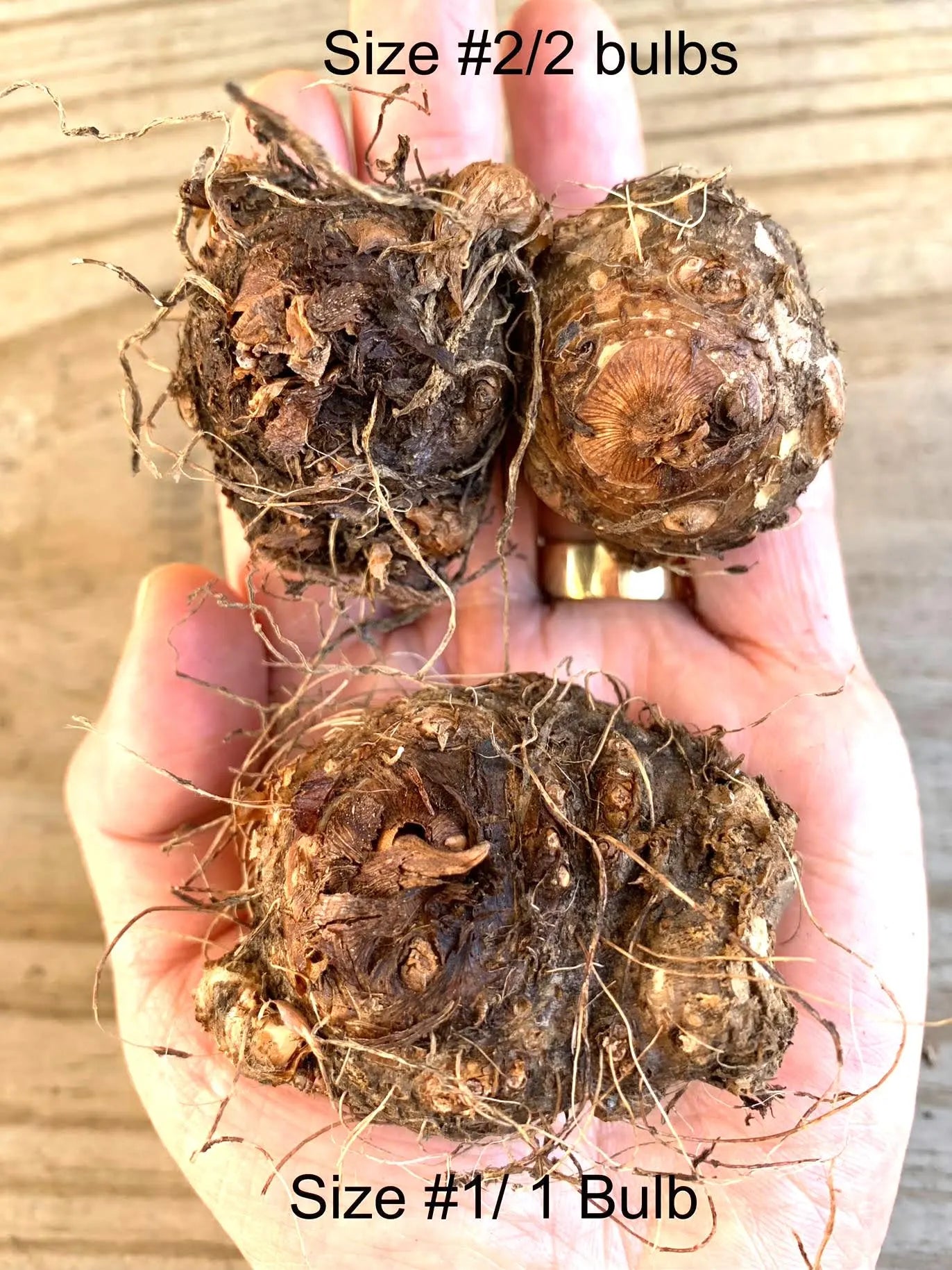 Caladium 'Spicy Lizard' Size#2(2 Bulbs), Size #1(1 bulb)**New Crop 2025 **Available to ship now!!!