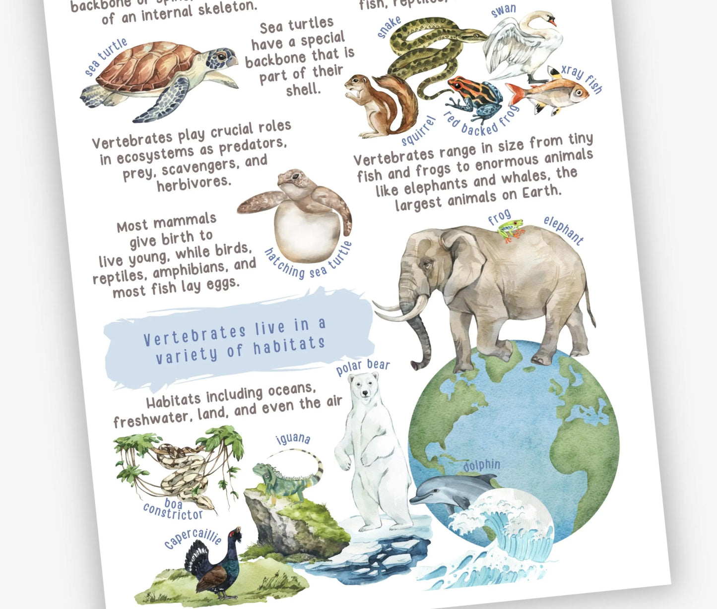 3 Unit Study BUNDLE Educational Resources for Teachers, Homeschool and Montessori Learning Spaces, Watercolor Illustrations