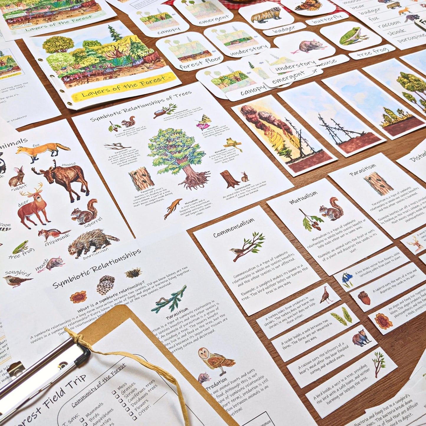Forest Collection: Three complete tree and forest-themed unit studies! Covering forest ecology, math, plant biology, and more!