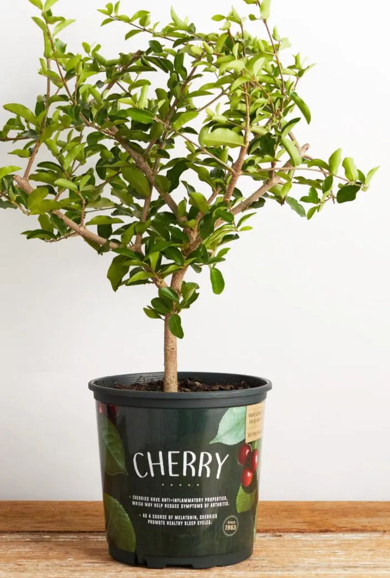 Cherry Tree – Fast-Growing, High-Yield Edible Fruit Tree | Homegrown Sweet Cherries | Perfect for Gardens or Large Pots | Free Shipping