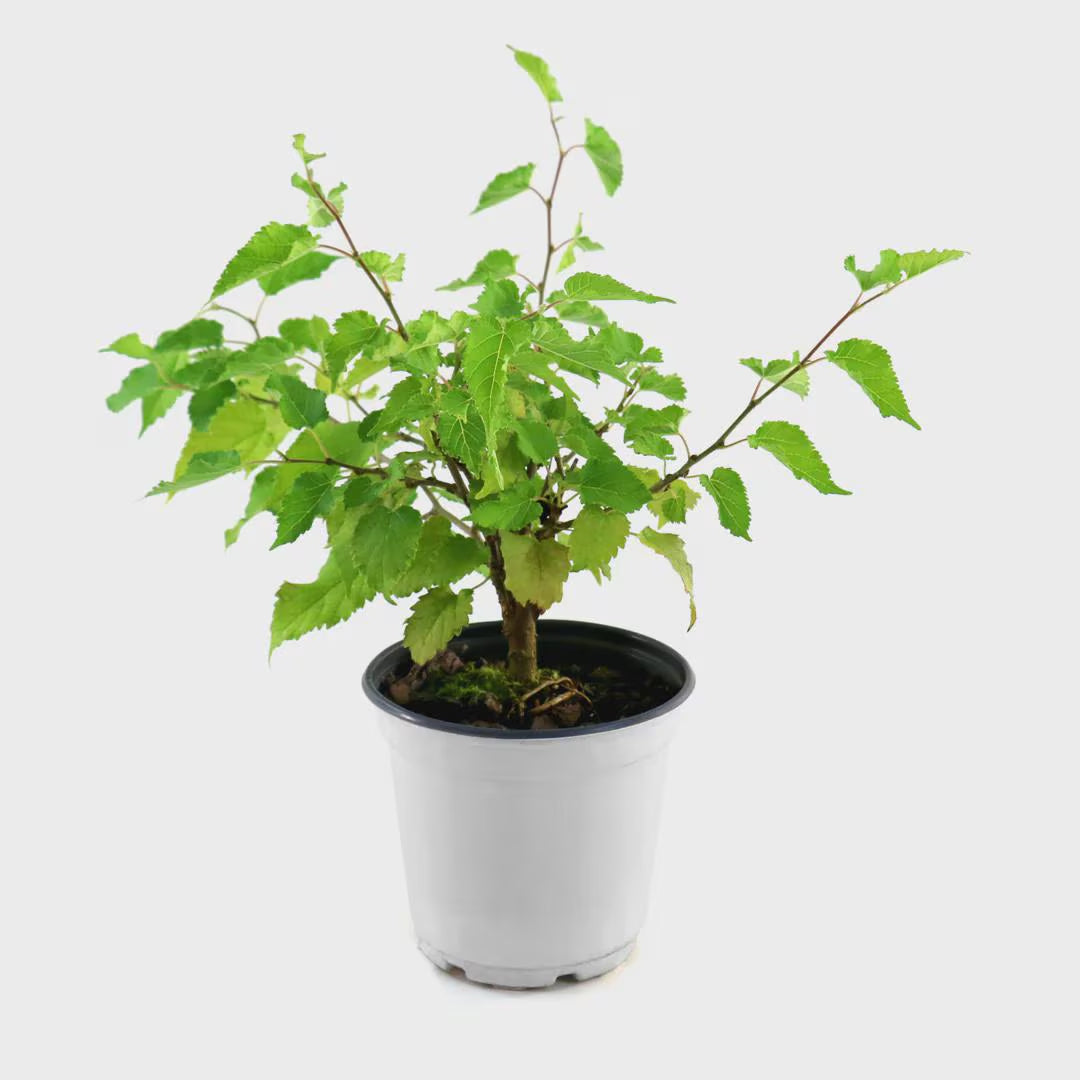 Mojo Dwarf Mulberry Tree: Compact Patio Fruit Tree (4" Pot)