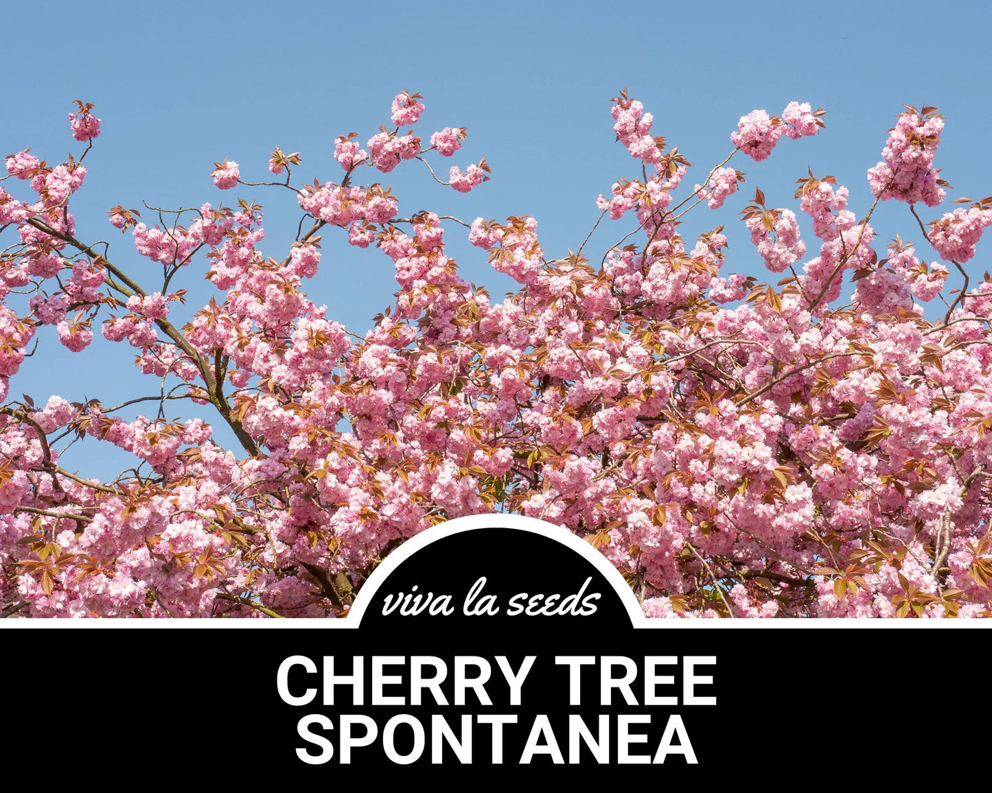 Cherry Tree, Japanese Flowering | 10 Seeds | Stunning Blooms | Hill Cherry | Mountain Cherry | Yamazakura | Prunus serrulata 'Spontanea'