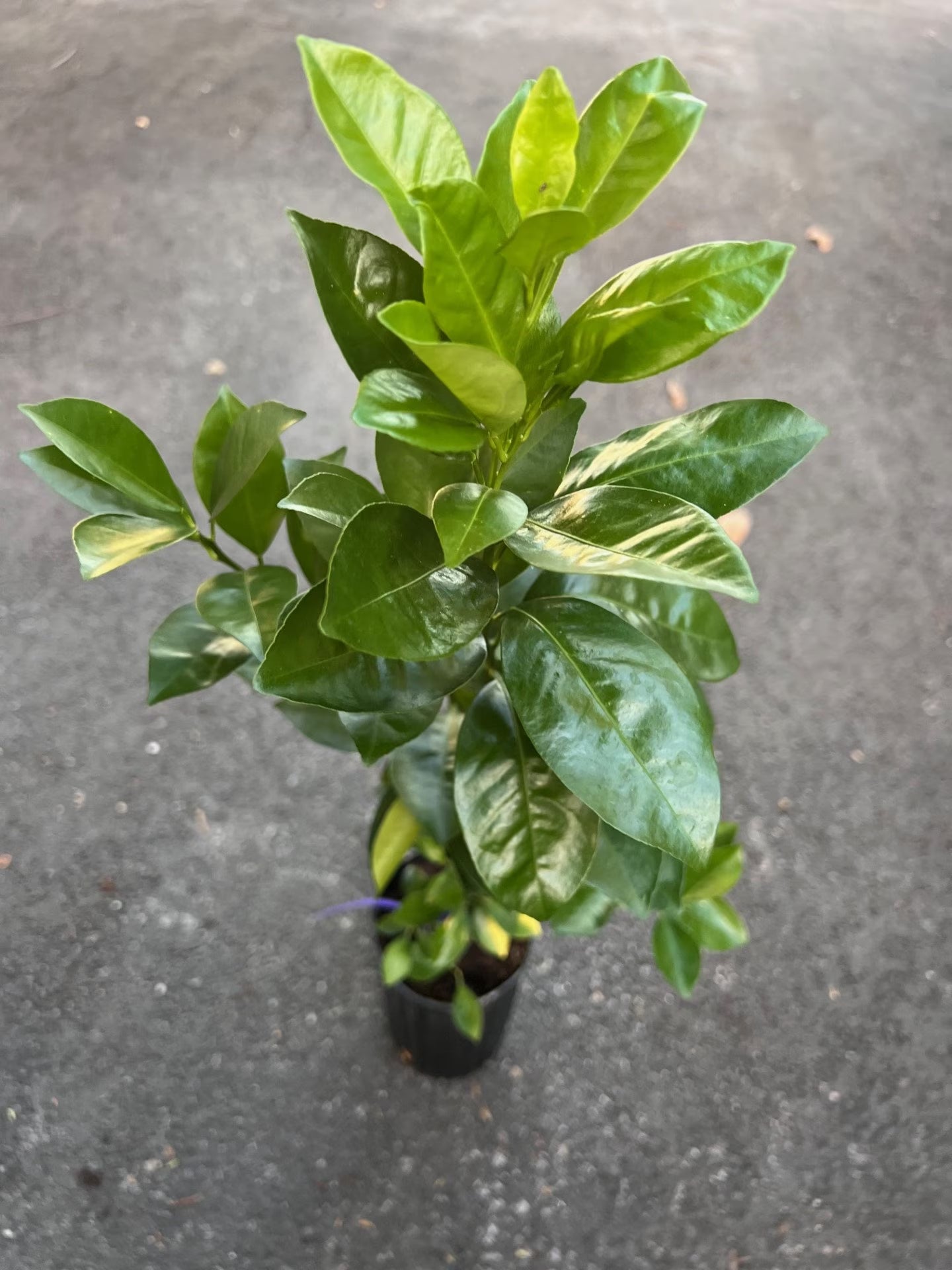Sunburst Tangerine Tree in half Gallon Pot, Grafted,  Florida Shipping Only