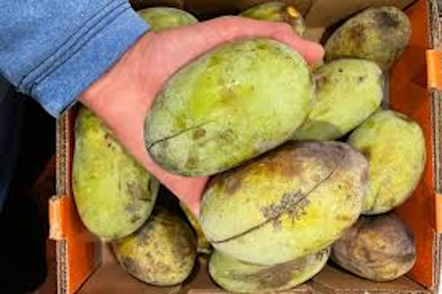 10 PawPaw Tree Seeds Asimina triloba Native American Fruit Tree Organic Heirloom Stratified