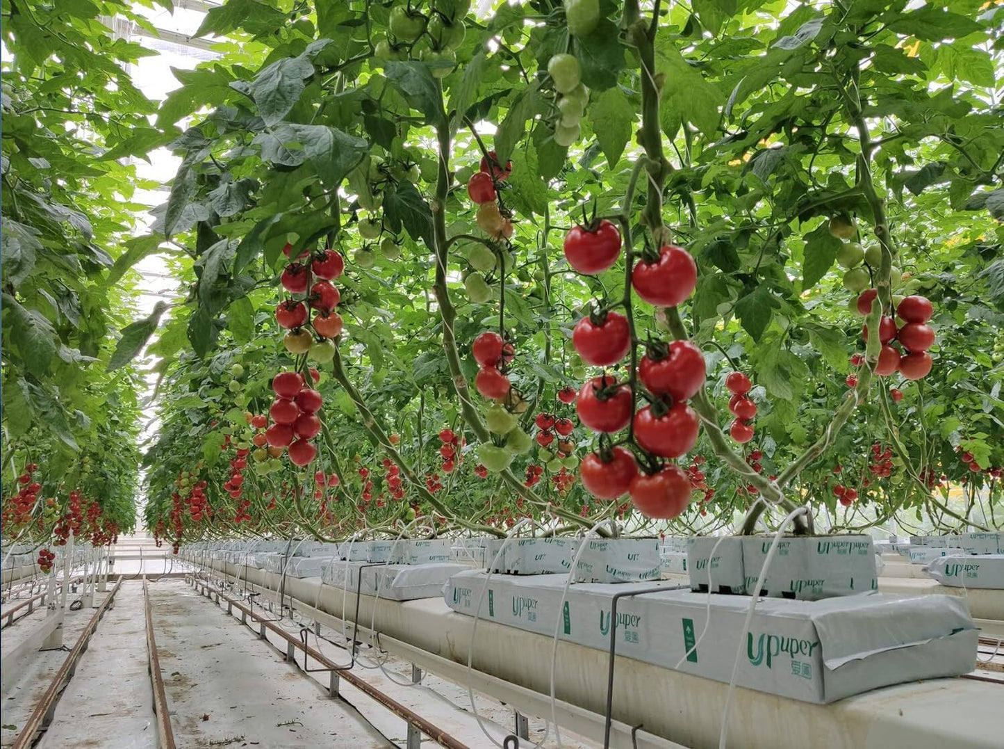 Premium Hydroponic Rockwool Grow Cubes Rapid Plant Growth Root Development Large