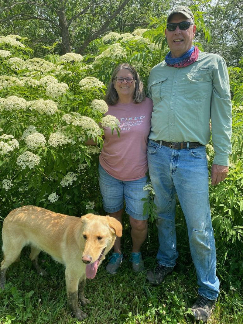 Ranch Elderberries, cuttings, plants, flowers, ranch, elderberry, sticks, America elderberry, native elderberry, sambucus canadensis