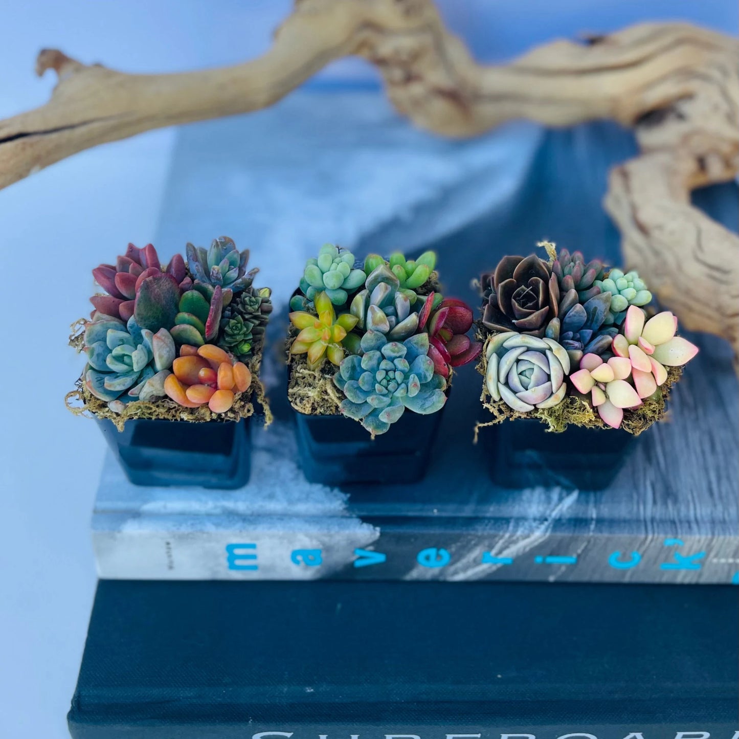 Fairy Farts - Live Micro Succulent Garden in 2 inch Pot