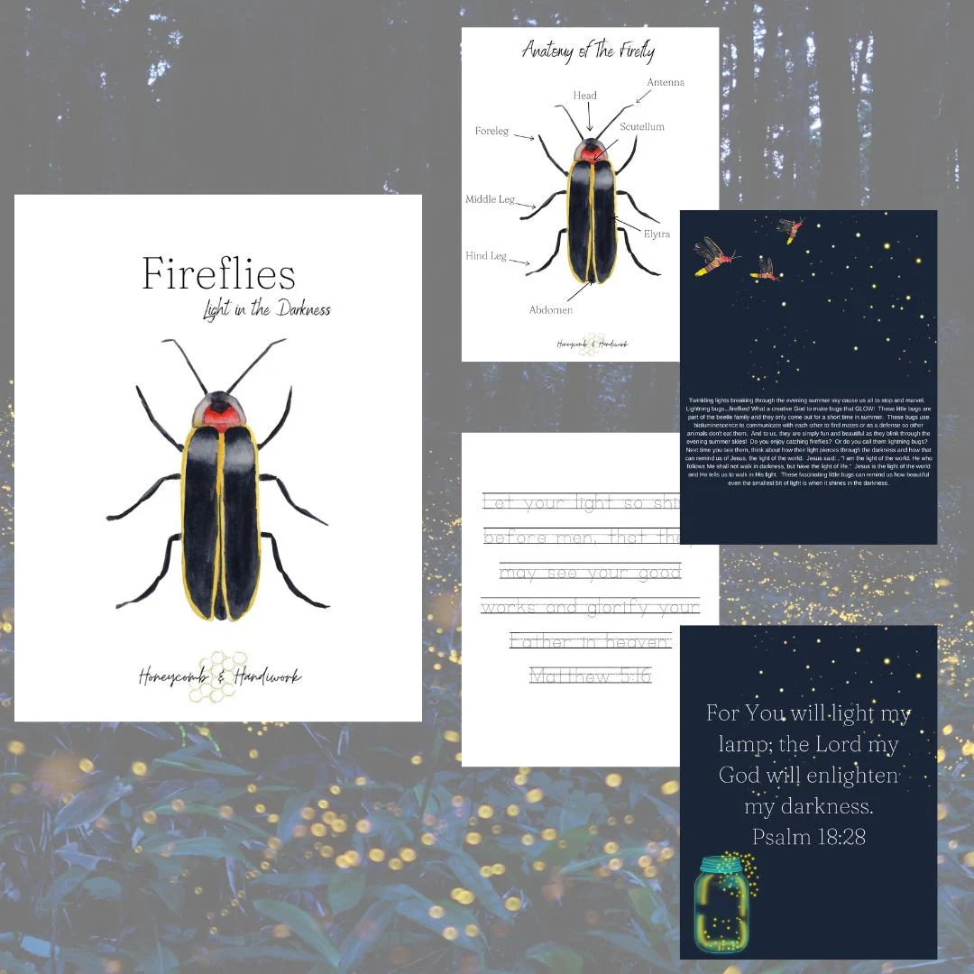 Summer Collection homeschool curriculum, nature study unit, morning time bundle, charlotte Mason inspired, ocean, firefly, sunflower lesson