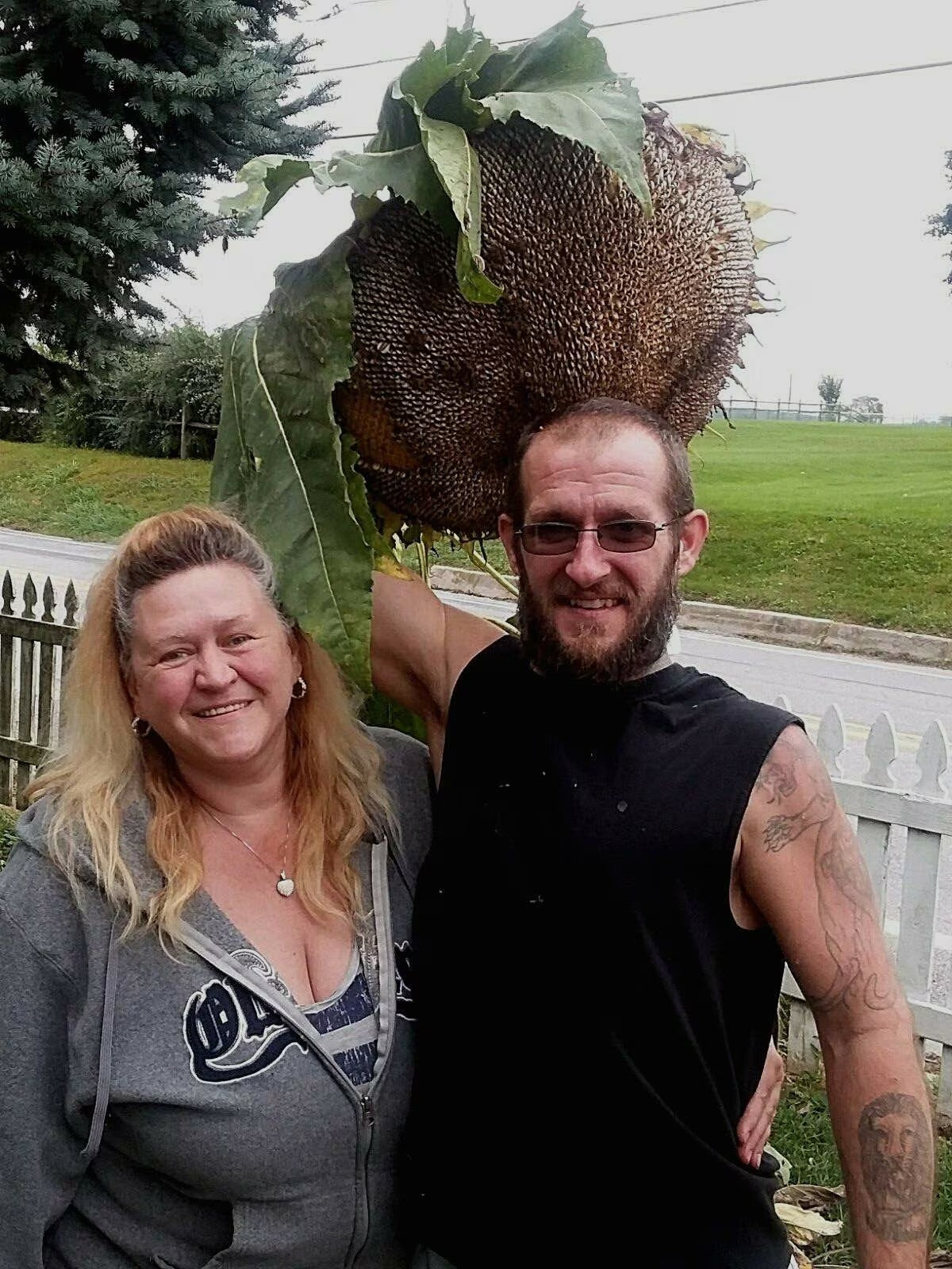 Godzilla Sunflower Seeds - Massive Heads
