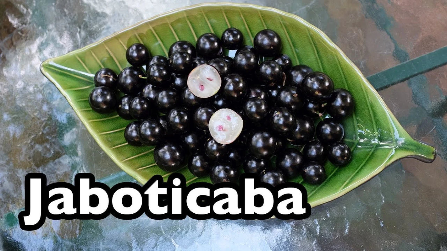 Brazilian Grape Tree~~Jaboticaba Plinia Cauliflora Sabara Fruit~~Small Rooted STARTER Plant