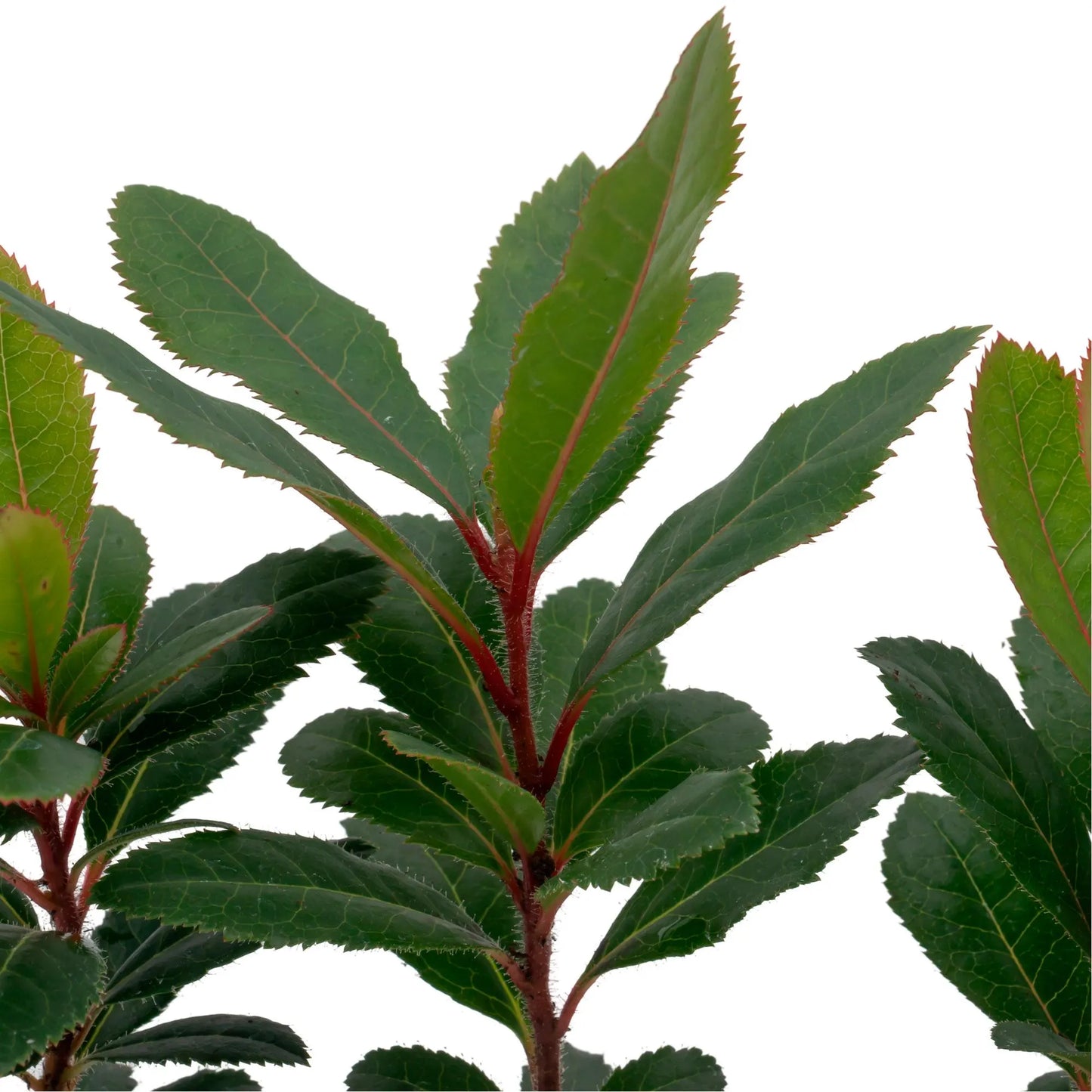 Live Strawberry Tree Plants (Arbutus Unedo) – Sweet Resilient Beauty, Thriving in 2.5" Nursery Cubes