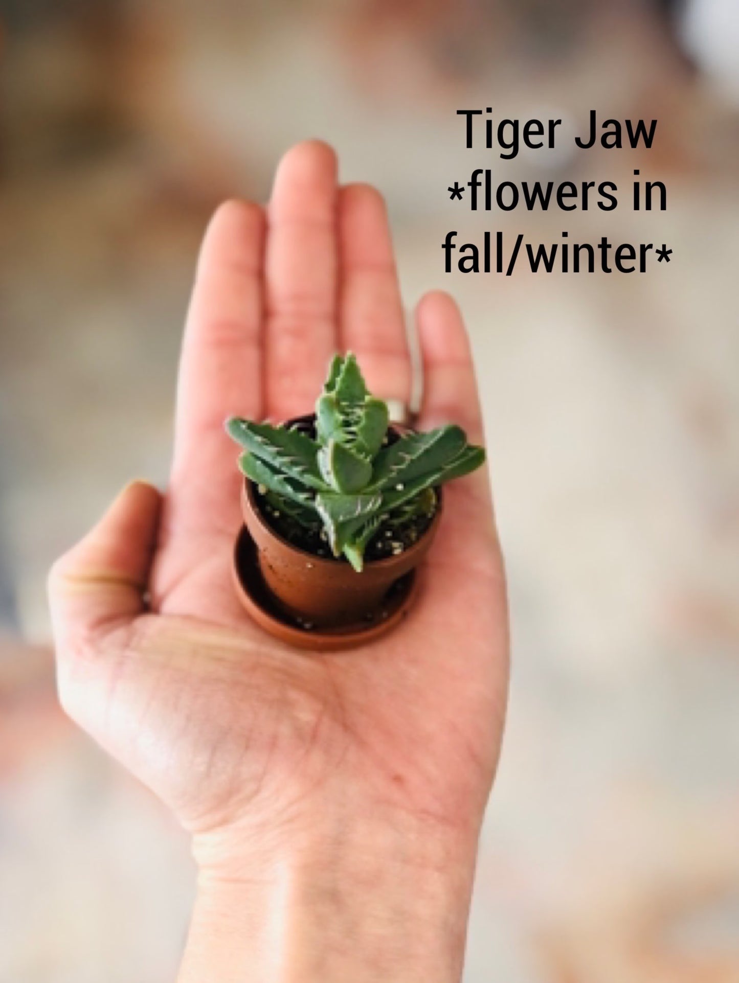 Mini Succulent Collection, 4 Mini Fairy Garden/Terrarium Plants, 1" Plants in pots + Saucers, Succulent Favors, Live Mini Succulents
