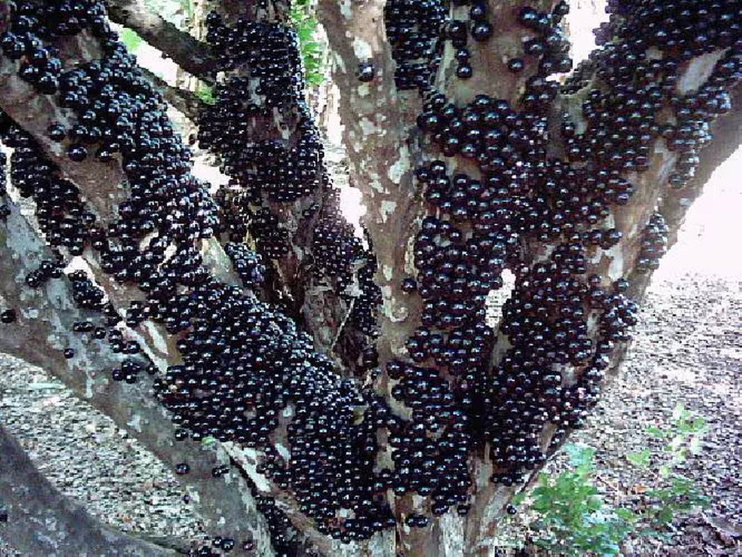 Jabuticaba Fruit Tree Plant - 6" Pot - Myrciaria -Tree That Fruits On It's Trunk