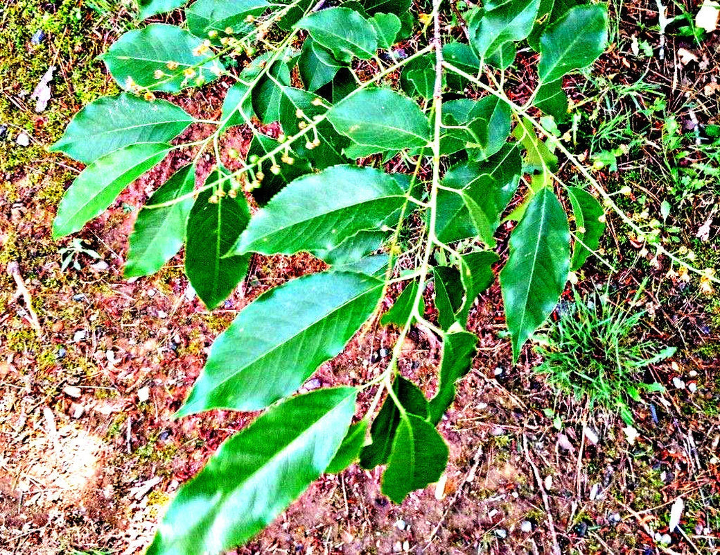 Black Cherry Tree Cuttings: Prunus Serotina Scions, Grafting