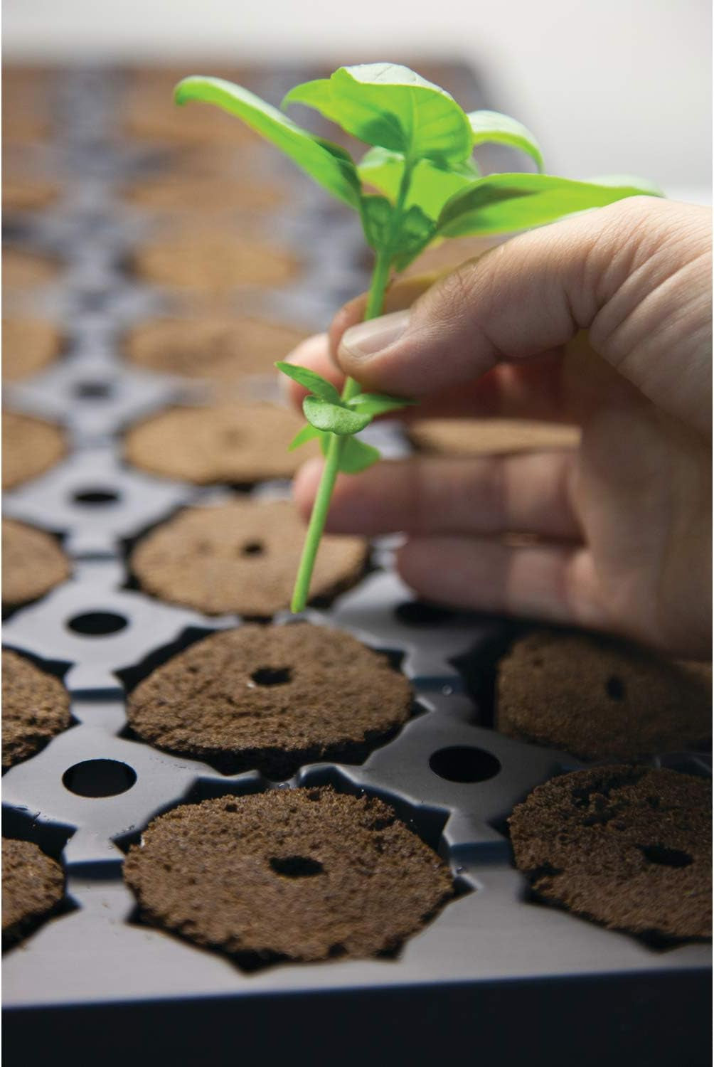 Rapid Rooter, Starter Plug for Seeds or Cuttings, Great for Soil or Hydroponics Growing System, 50 Plugs