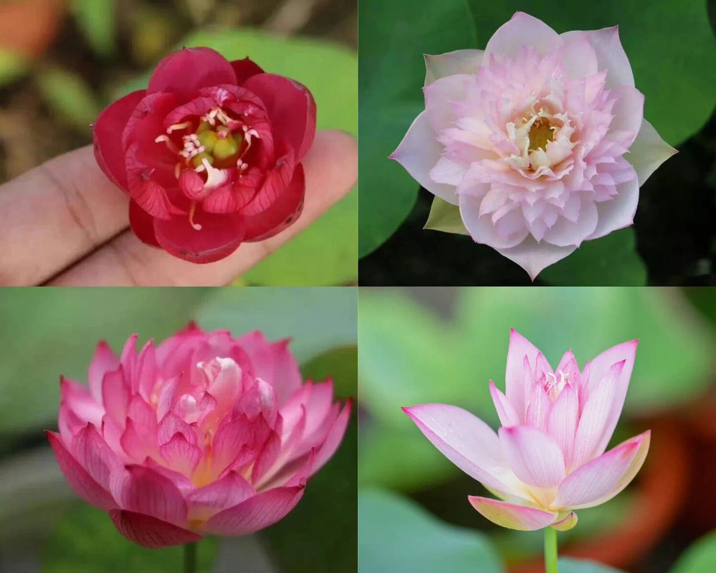 Mixed Mini Bonsai Lotus Seeds, Lotus Lily, Nelumbo Nucifera, Pond Lotus, Zen Gardens and Home Decor