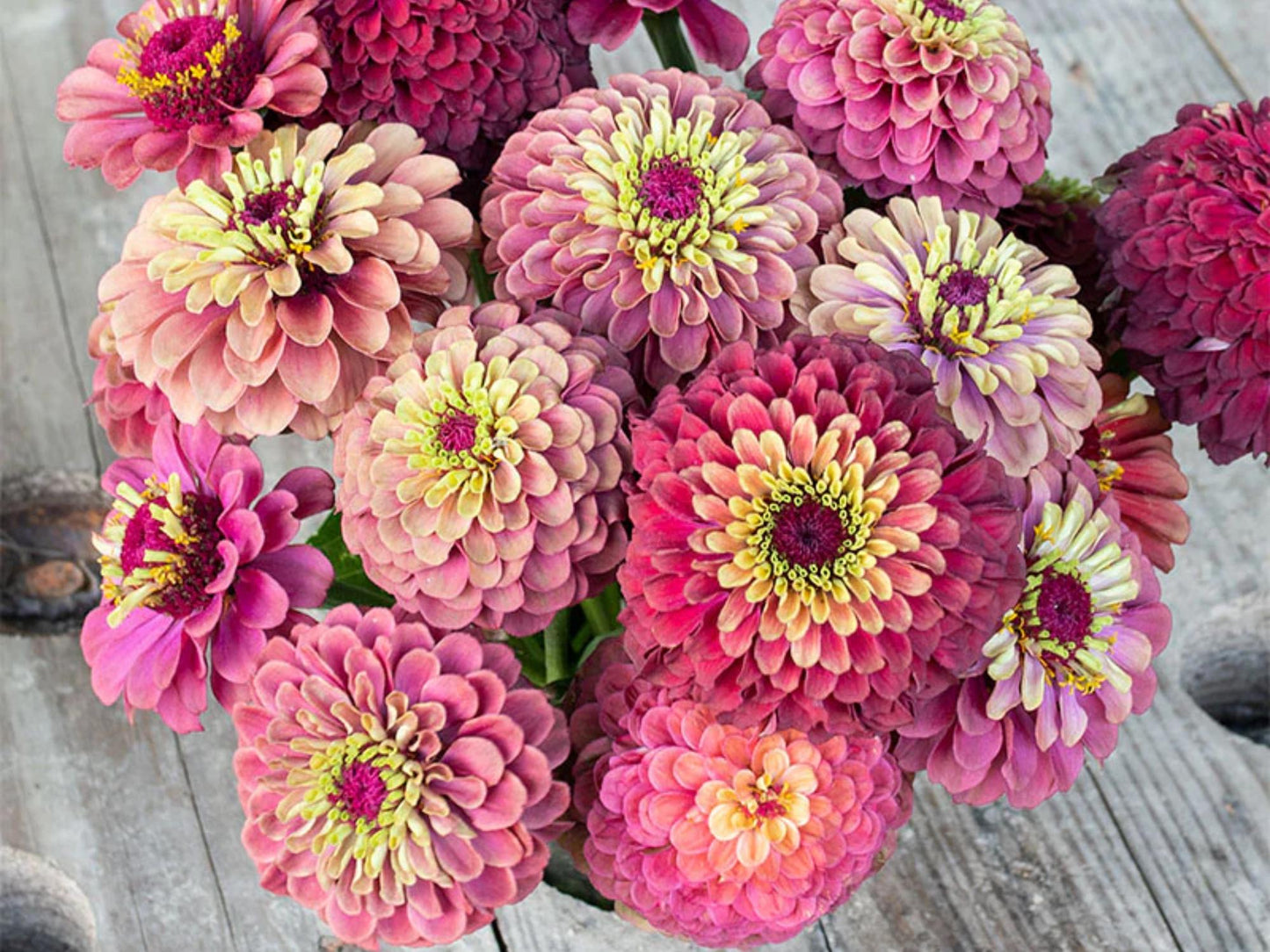 30 Seeds | Queen Red Lime Zinnia elegans Seeds - Authentic - Open-Pollinated -Organic -Flower Seeds - Mix Seeds to Plant -B5G1 #8223