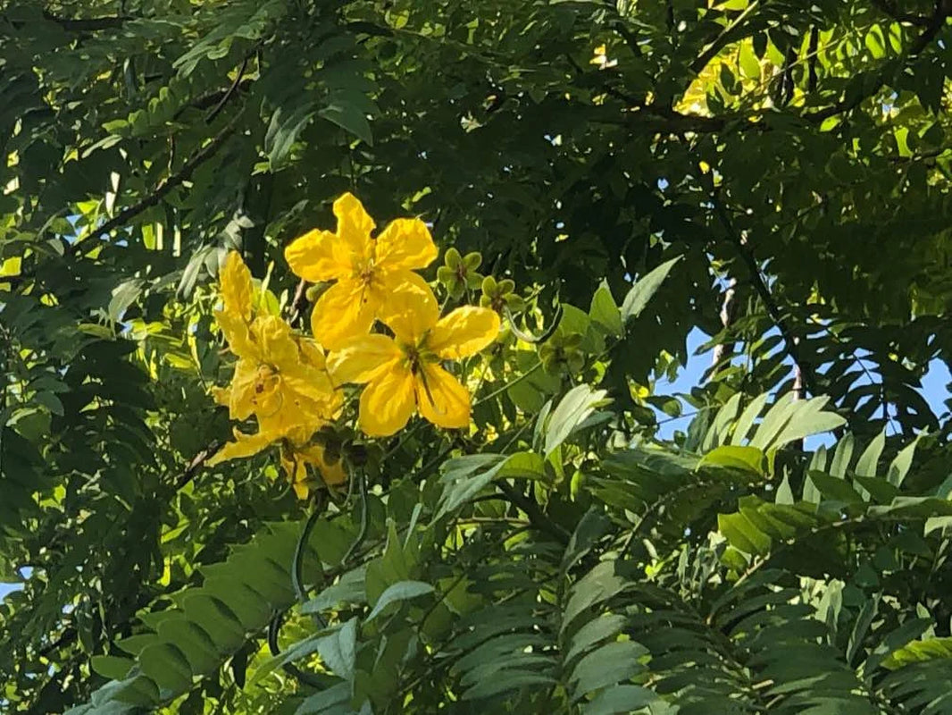20 Golden Medallion Tree Seeds - Large Yellow Flowers Cassia Leptophylla Tree