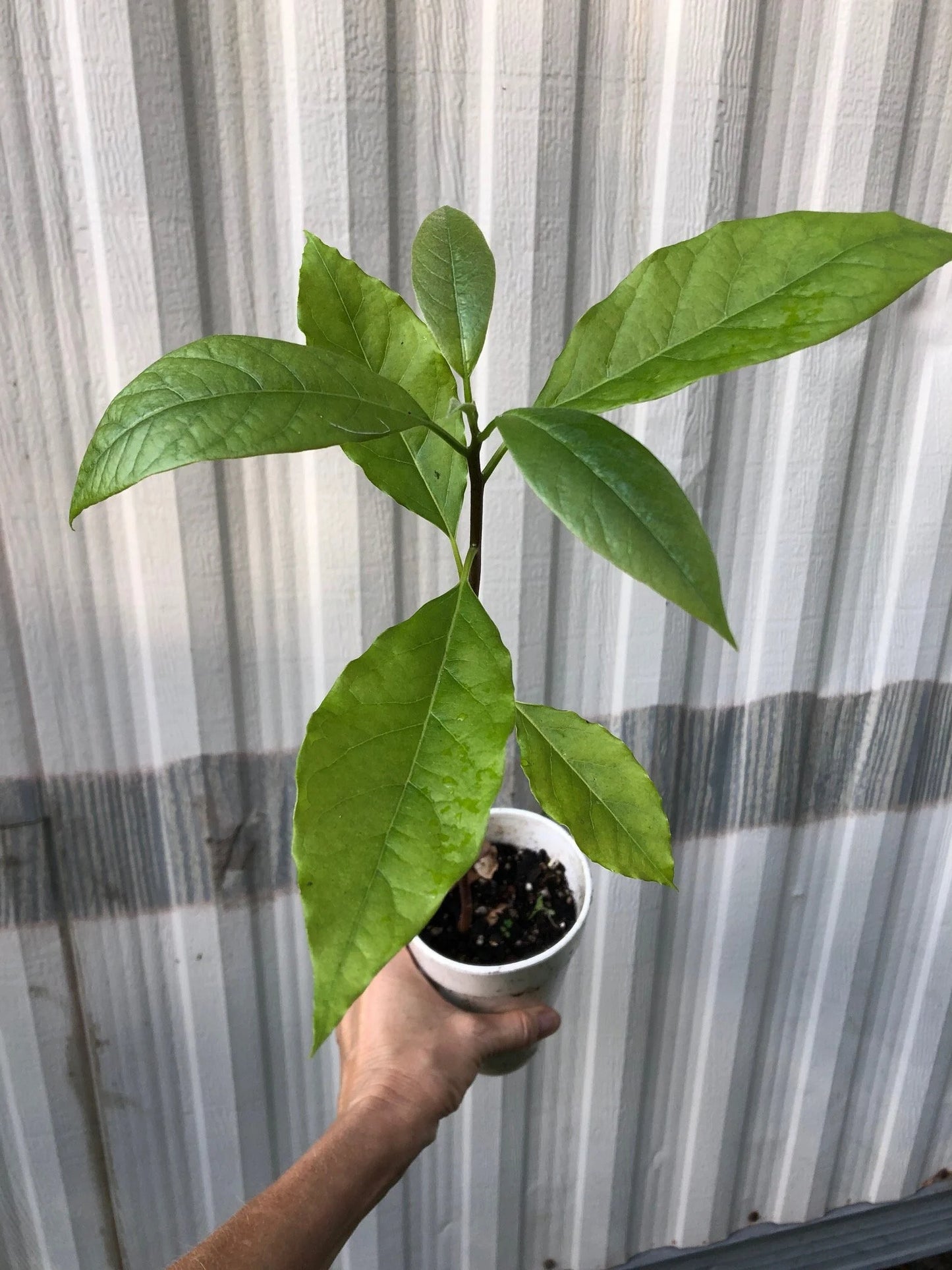 Avocado Seedlings - Potted in 5" pot, Young Starter avocado seedling plants. Grown from seed. Not grafted. Not pruned.