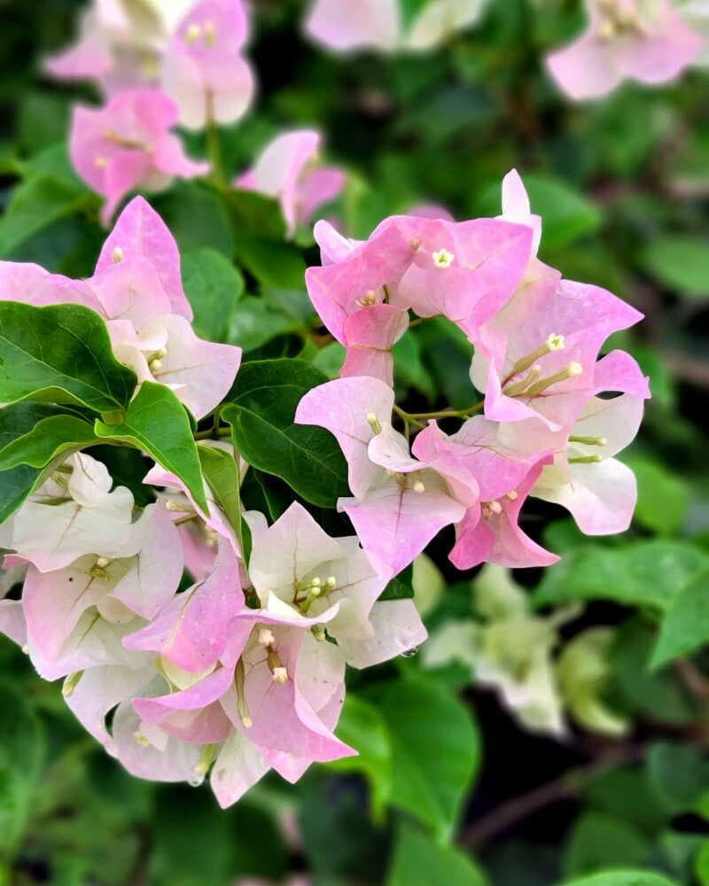 5 Pack COLOR BLAST Bougainvillea Trumpet Vine Flower Live Plant starter plants in small pot 2.5" x 4" Hummingbird Flowers