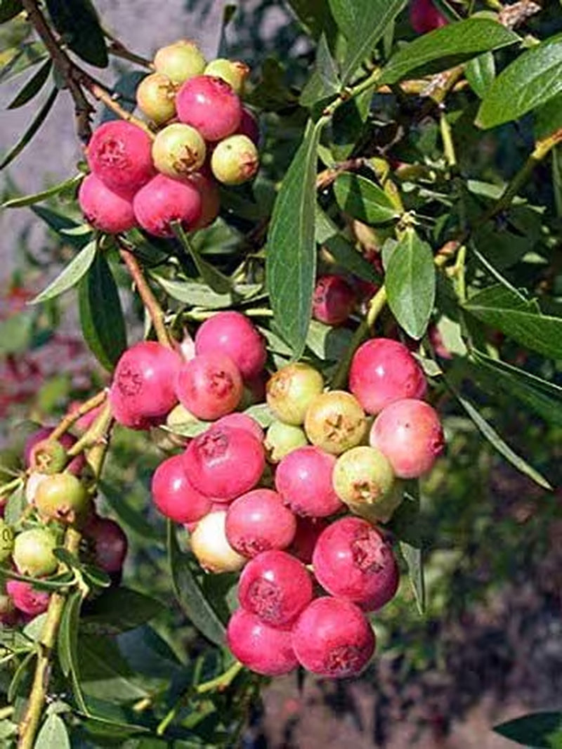 Pink Lemonade Blueberry Bush - Dwarf Blueberry Plant - Dwarf Fruit Tree - Live Starter Blue Berry Plant - Fruit Tree Live Plant