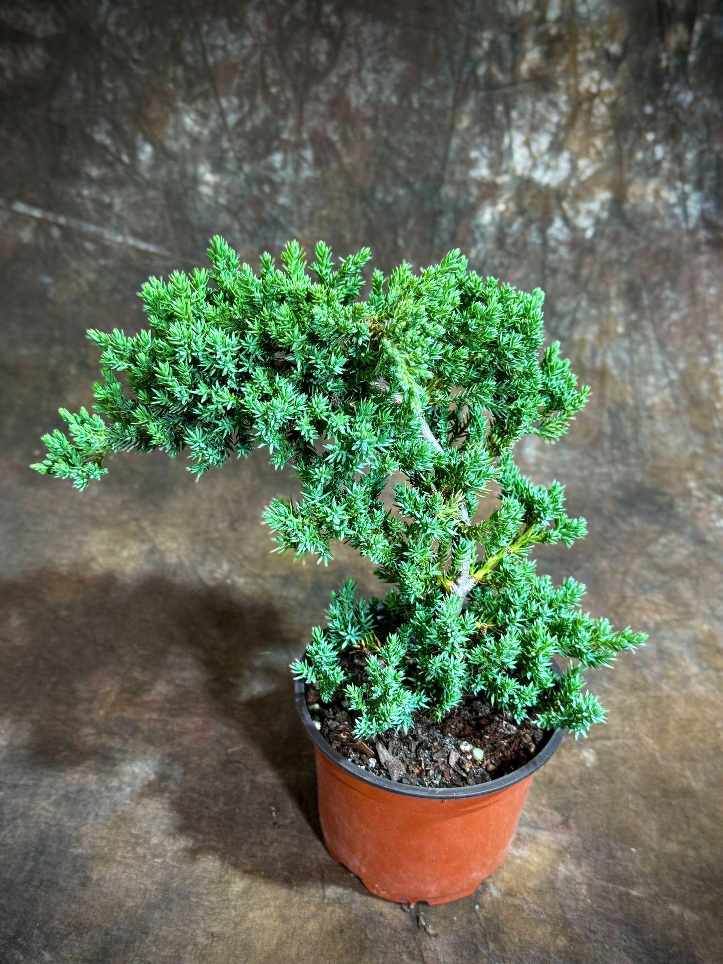 Juniper Procumbens Live Bonsai Tree 4” Grow Pot- Small Bonsai Plant - Plant Lover Gift- Indoor Outdoors Lucky Unique Housewarming Gift Plant