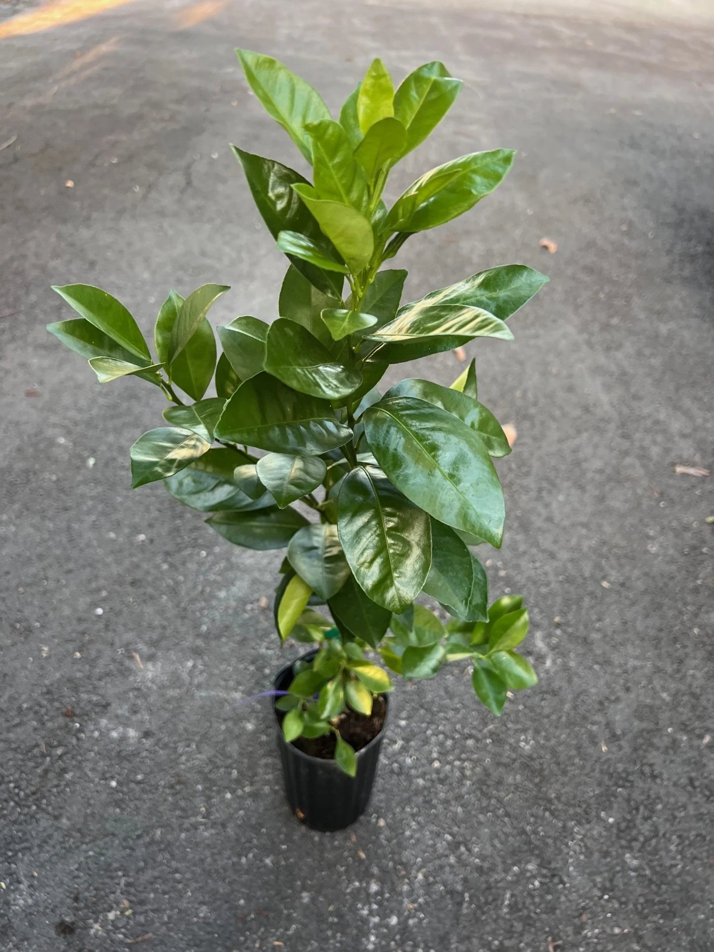 Sunburst Tangerine Tree in half Gallon Pot, Grafted,  Florida Shipping Only