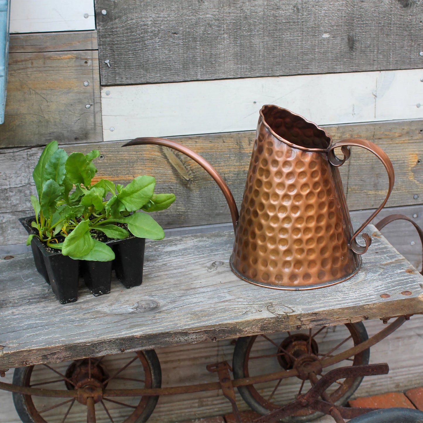 French Market Solid Copper Watering Can