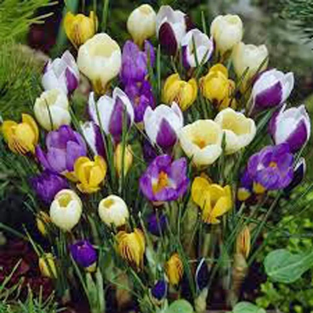Crocus, Crocus Species Mix Bulbs, Yellow, White, Lavender and Purple, Heirloom, Country Creek Acres
