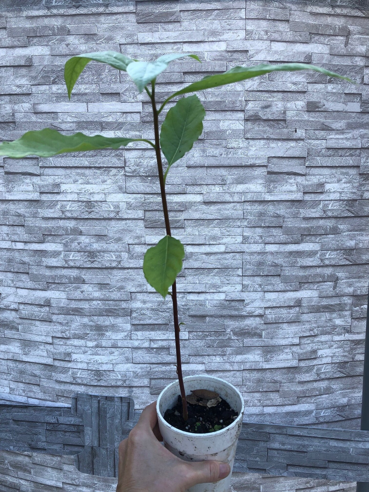 Avocado Seedlings - Potted in 5" pot, Young Starter avocado seedling plants. Grown from seed. Not grafted. Not pruned.
