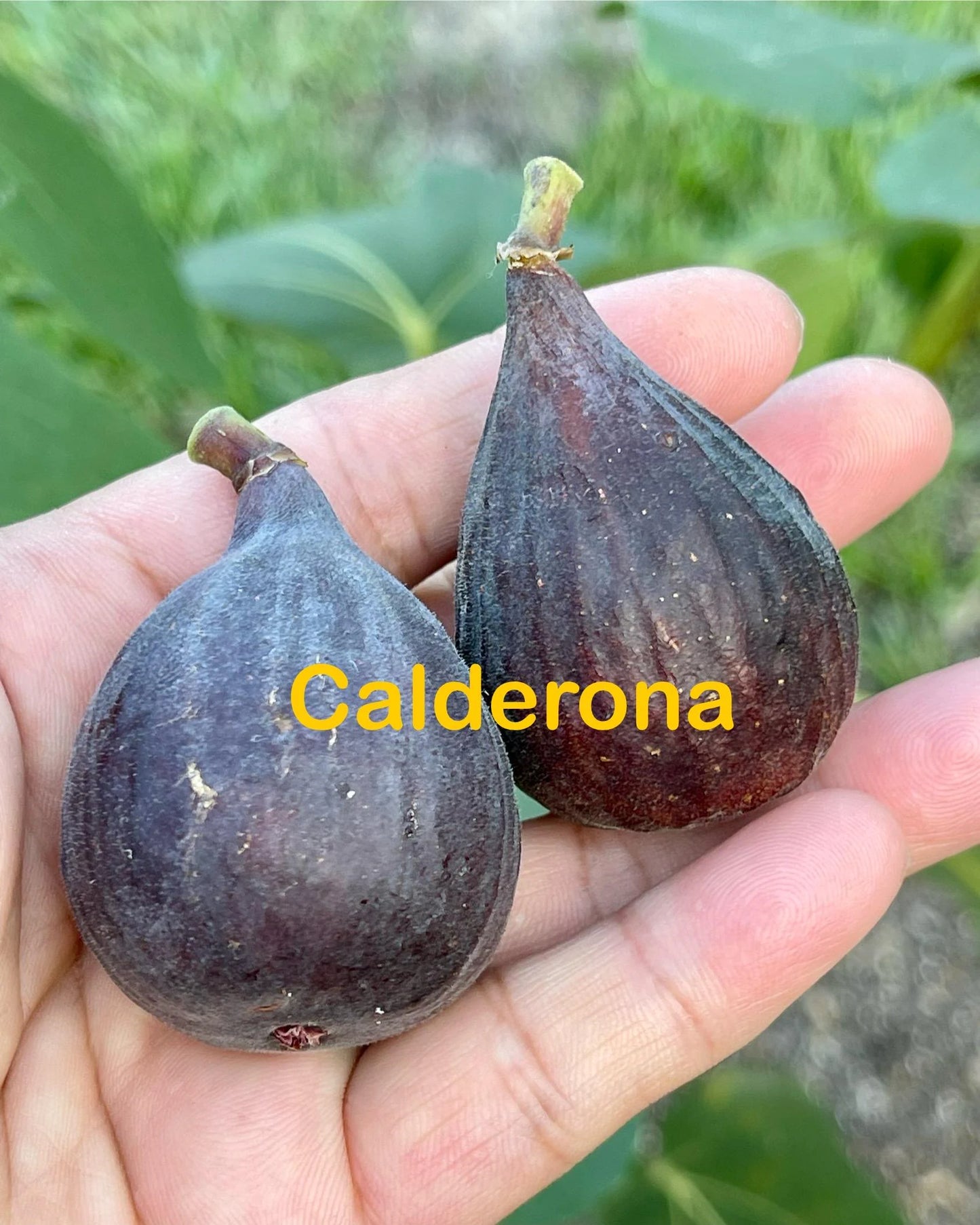 Premium Fig Tree Cuttings – Angelito, Calderona, Jolly Rancher’s, Irane Black & More - Summer Cuttings