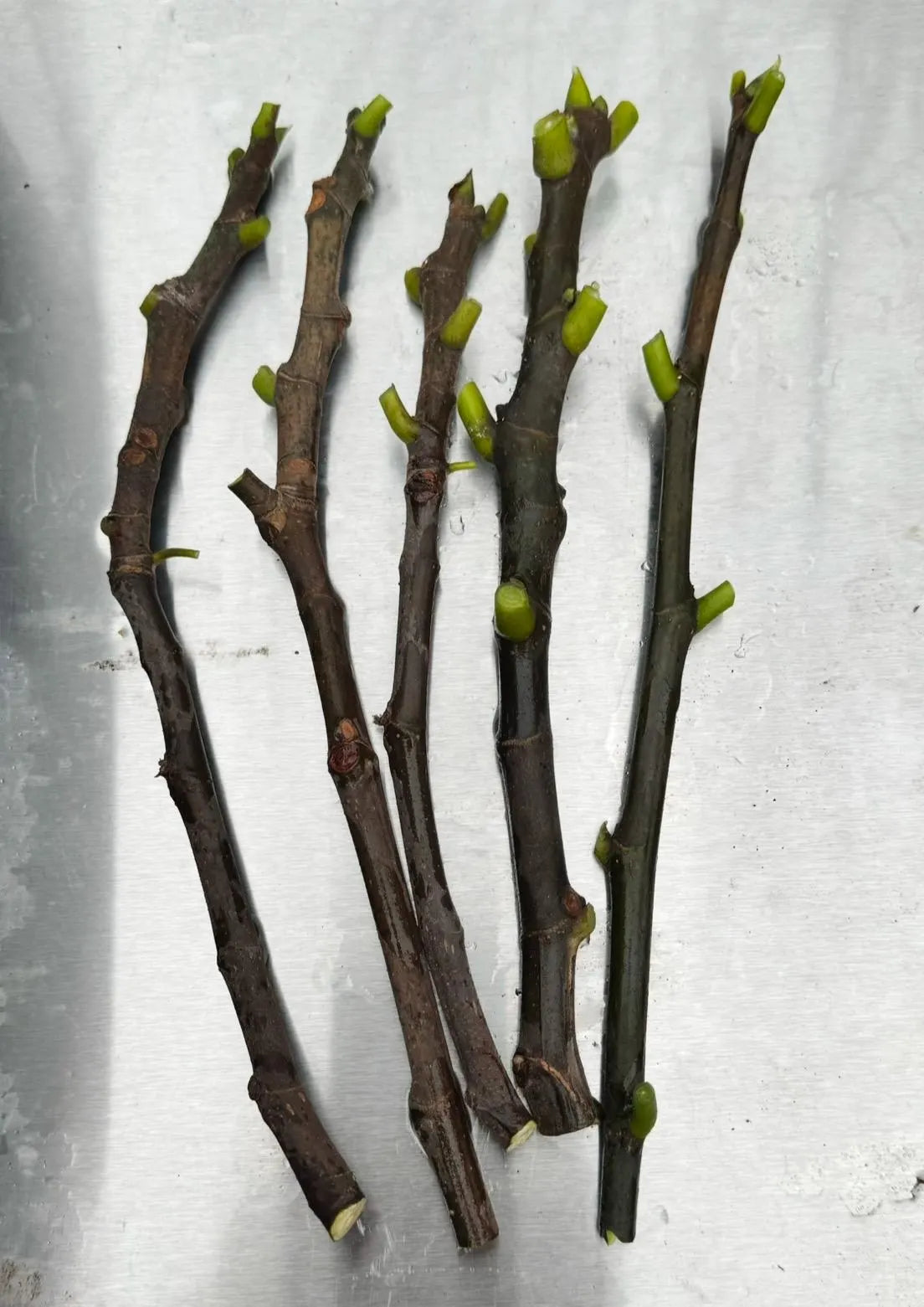 FIG Cuttings not rooted - Multiple varieties