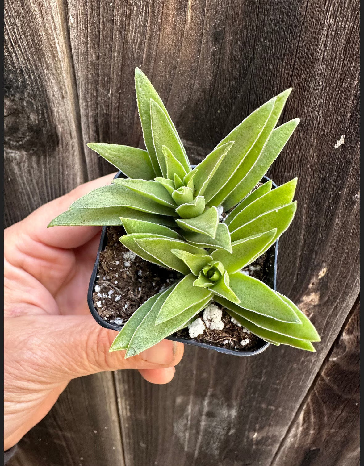 2” Crassula Capitella Subsp. thrysiflora (Red Pagoda) Succulent Plant - SEE 2nd and 3rd pic