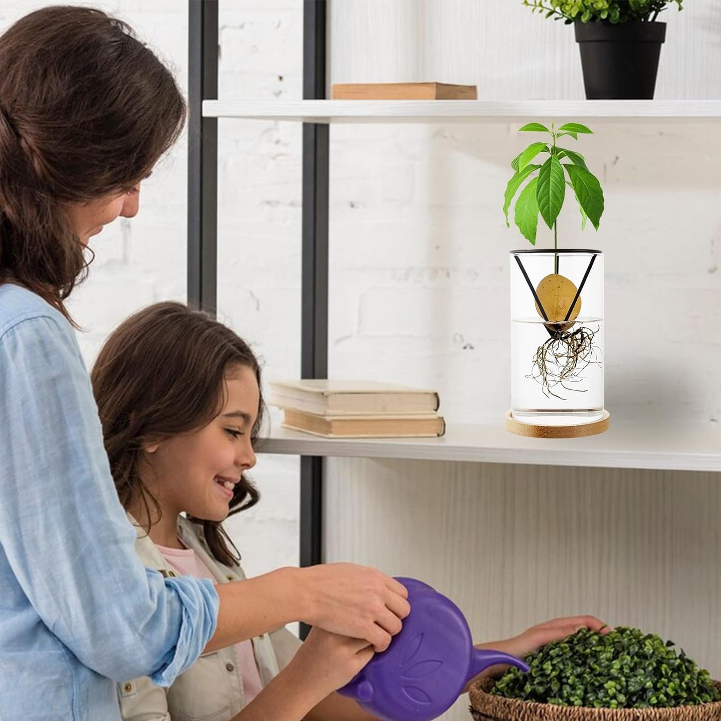 Avocado Tree Growing Kit 2PCS Avocado Growing Vase Seed Starter Wooden Base Avocado Glass Plant Pot for Gardening Enthusiasts