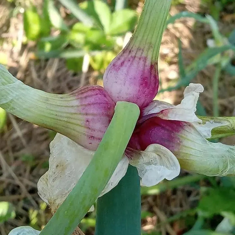 Egyptian Walking Onions Bulbils- Heirloom - Winter Onion, Tree Onion, Onion Root, Easy to Grow, Natural